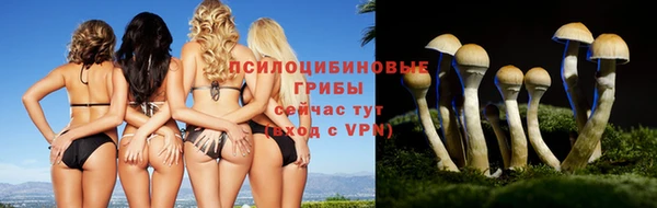 PSILOCYBIN Богородицк